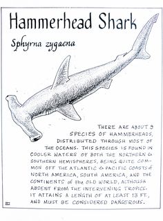 a drawing of a hammerhead shark with information about it's origin and description