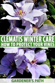 clematis winter care how to protect your vines