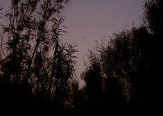 silhouettes of trees and bushes against a purple sky