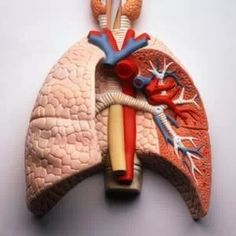 a model of the human body is shown