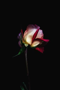 Decaying Flowers, Billy Kidd, Dark Flowers, Flower Photography, Flower Wallpaper, Flowers Photography, Beautiful Roses, Dark Backgrounds, Pretty Flowers