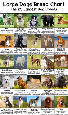 large dogs breed chart with the names and breeds for each dog in their respective area