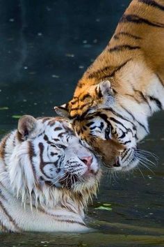 two white tiger cubs playing in the water with each other's head and paws