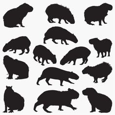 the silhouettes of different animals are shown in black on a white background, including an anteater