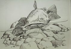 a pencil drawing of a fish on rocks with a mouse in it's mouth