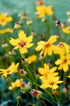 some yellow flowers are growing in the grass