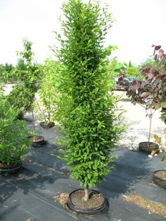 several potted trees in the middle of a patio