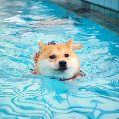 a dog swimming in a pool with his head above the water and looking at the camera