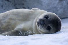 a baby seal laying in the snow