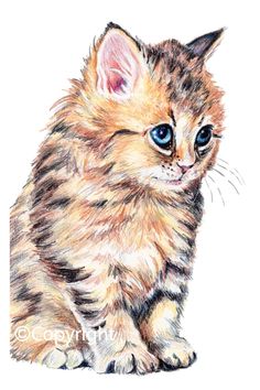 a drawing of a small kitten with blue eyes and brown fur, sitting on the ground