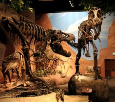 a museum display of dinosaurs and other life - like creatures