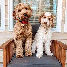 two dogs are sitting on a chair in front of a window and one is looking at the camera