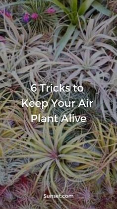 many different types of plants with the words 6 tricks to keep your air plant alive