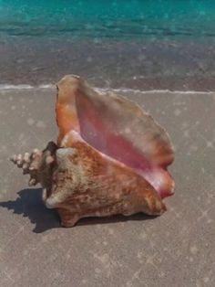 a seashell on the beach with blue water in the backgrounnd and clouds in the sky