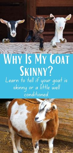 As we head into winter, I have been making sure that my goats are good. I've done fecals, pregnancy tests, and put up hay and bedding. But one of the things I focus on is making sure that they are in good body condition BEFORE winter hits. Having a skinny goat going into winter can lead to death and that's not something I want to happen. So I make sure that they are plenty chunky before hand. In this blog post, I tell you how to do that. Goat Milk Recipes, Goat Herding, Canning Food, Raising Goats, Body Condition, Milk Coffee, Milk Recipes, Coffee Creamer, Screwed Up