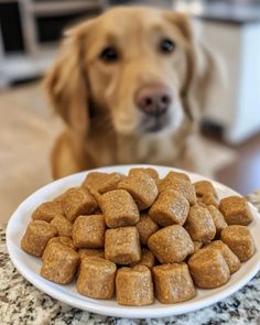 a white plate filled with dog food on top of a counter