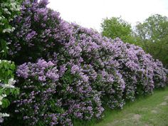 purple flowers are growing on the side of a road in front of some trees and bushes