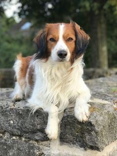 a brown and white dog sitting on top of a stone wall with trees in the background