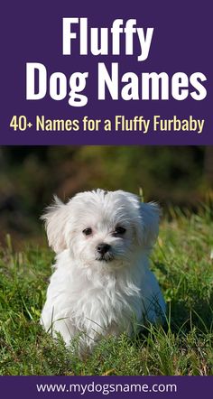 fluffy dog names 40 names for a fluffy furbaby