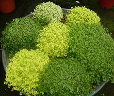 some green plants are in a bowl on the ground and one plant has yellow leaves