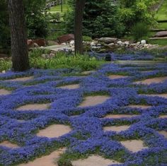 blue flowers are growing on the stone walkway