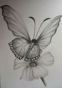 a drawing of a butterfly sitting on top of a flower