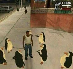 several penguins are walking down the street in front of a man wearing a vest and jeans