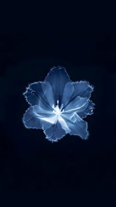 a blue flower is shown in the dark