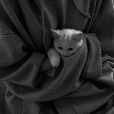 a small white kitten peeking out from behind a person's back with their arm wrapped in a blanket