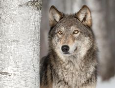 a gray wolf standing next to a tree in the snow, looking at the camera