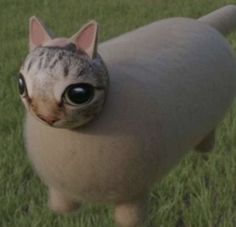 a cat with big eyes standing in the grass