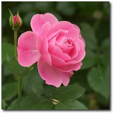 a pink rose with green leaves in the background