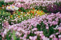 a garden filled with lots of flowers next to a birdbath in the middle