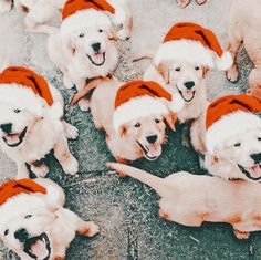 a group of dogs wearing santa hats on top of each other's heads in a circle