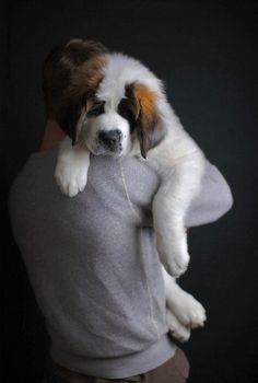 a dog that is sitting on top of a man's shoulder and holding it up to its face