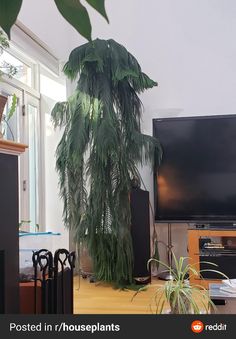 a living room with a television and plants in it