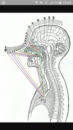 a diagram of the human head and neck with different colored lines in each side of it