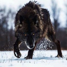 a wolf is running through the snow with his mouth open and eyes wide open,