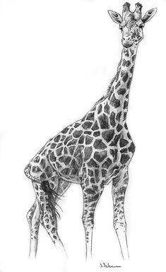 a pencil drawing of a giraffe standing in front of a white background and looking at the camera