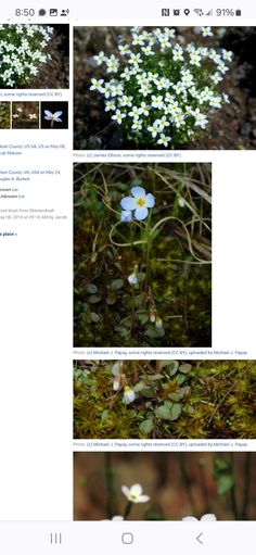 an image of some white flowers in the grass and plants are shown on this page