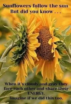 sunflowers follow the sun but did you know? when it's cloudy and gray they face each other and share their energy, imagine if we did this too