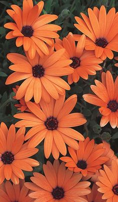 many orange flowers are growing in the garden