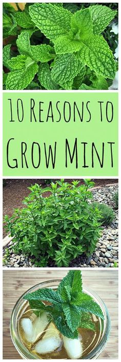 four different types of mint plants with text overlay that reads 10 reasons to grow mint