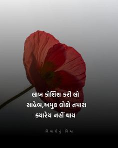 a red flower sitting on top of a table next to a black and white background