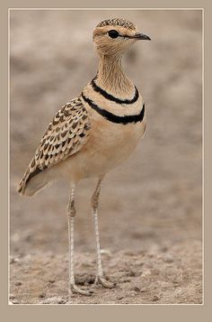 a bird standing on top of a sandy beach