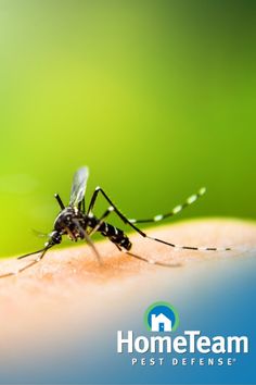 a mosquito sitting on top of a person's arm with the caption home team pest defense