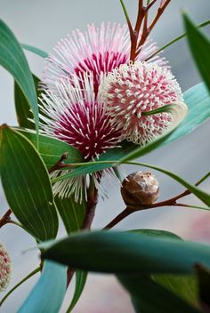 some pink and white flowers with green leaves