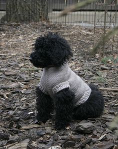 a small black dog sitting in the woods