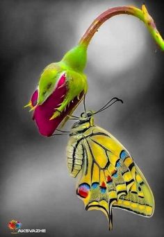 a yellow and green butterfly on top of a pink flower with it's wings open