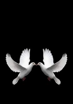 two white doves flying in the air with their wings spread wide open and facing each other